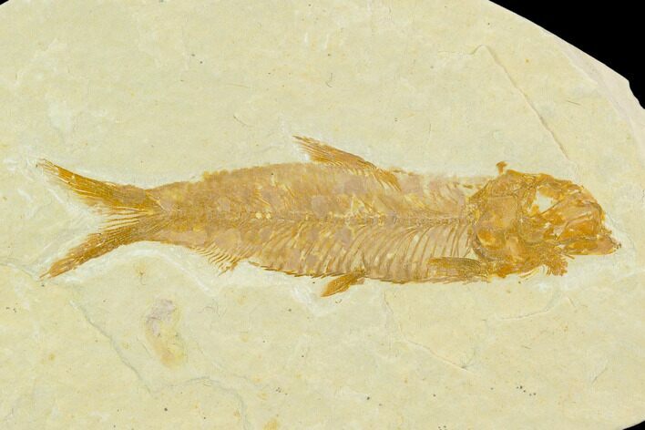 Fossil Fish (Knightia) - Green River Formation #130315